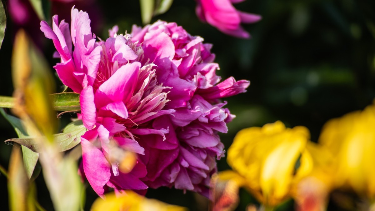 房 前 屋 后 的 花