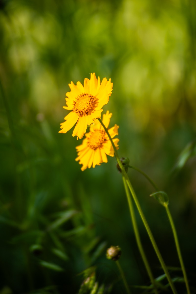 房 前 屋 后 的 花