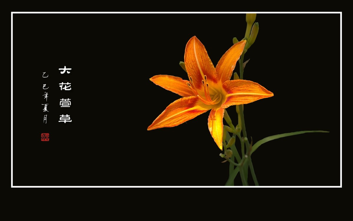 金灿灿的大花萱草