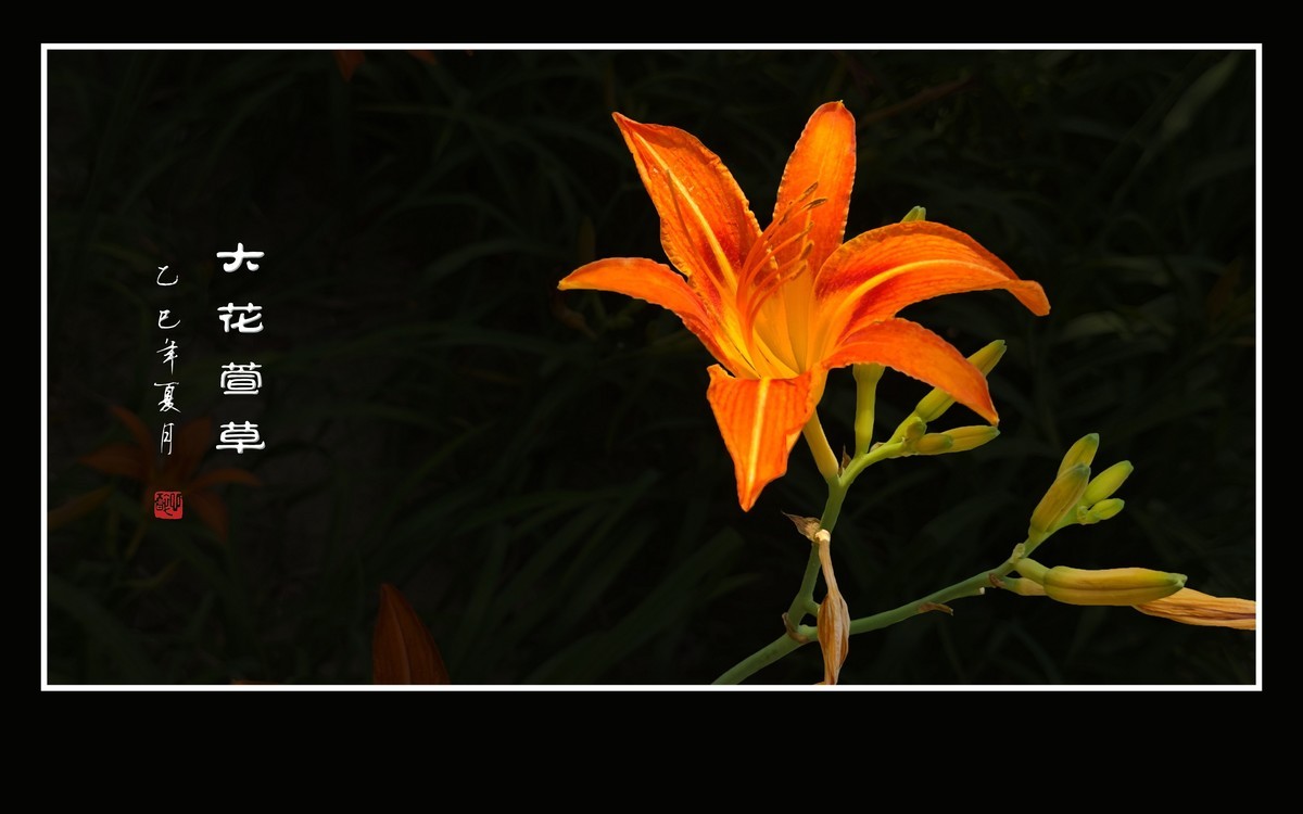 金灿灿的大花萱草