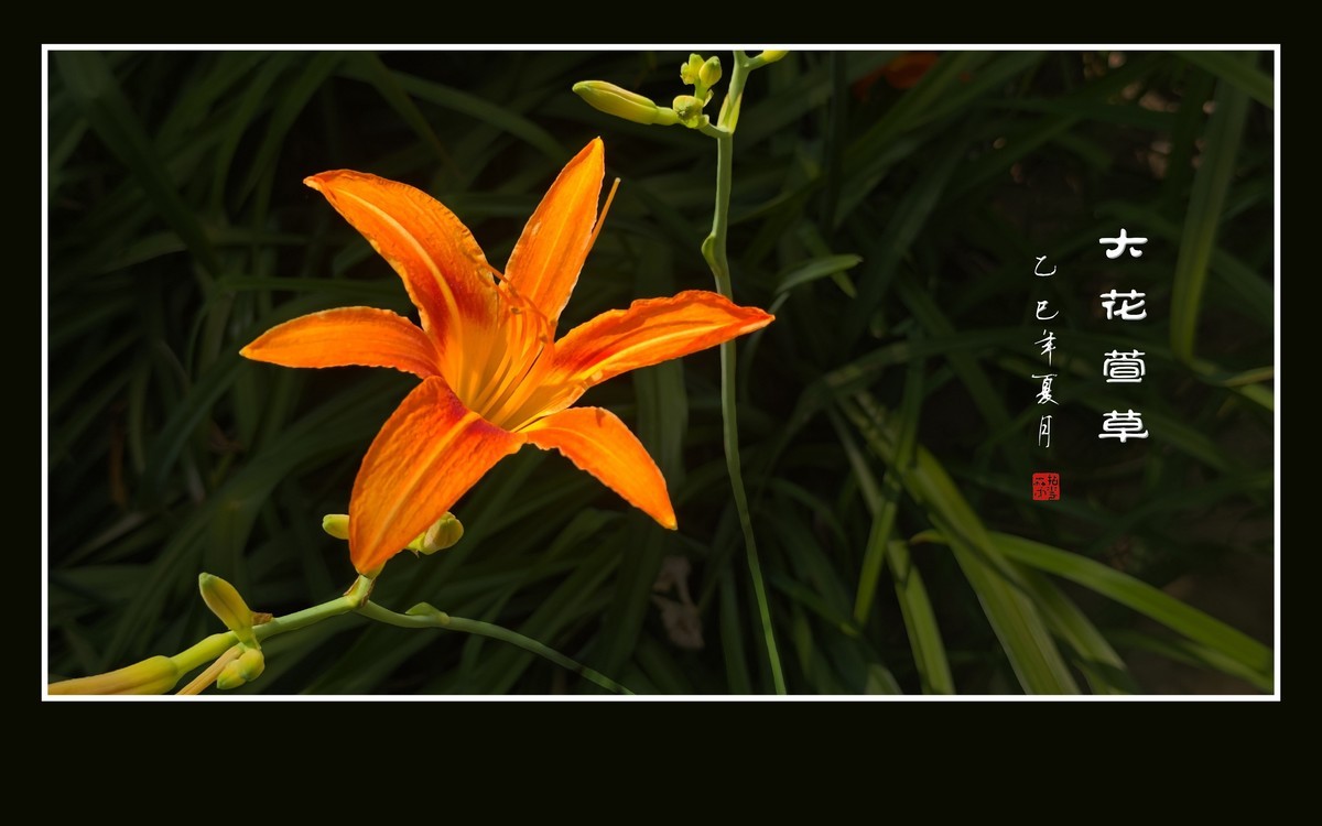 金灿灿的大花萱草