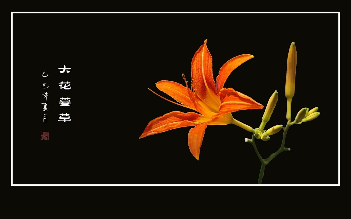 金灿灿的大花萱草