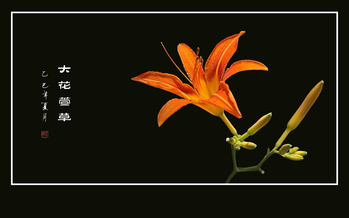 金灿灿的大花萱草