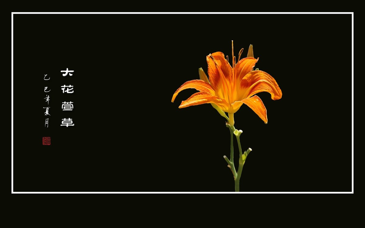 金灿灿的大花萱草