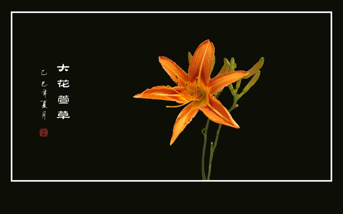 金灿灿的大花萱草