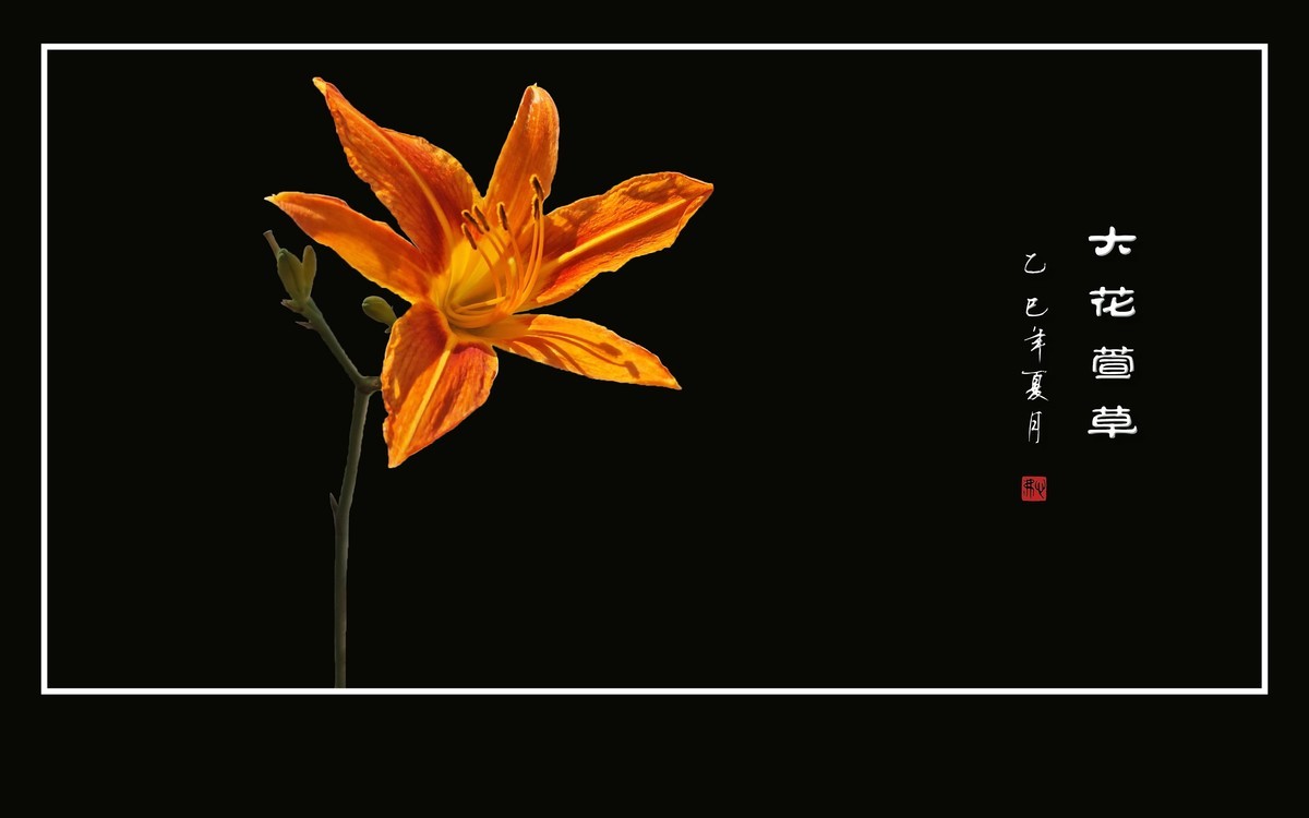 金灿灿的大花萱草