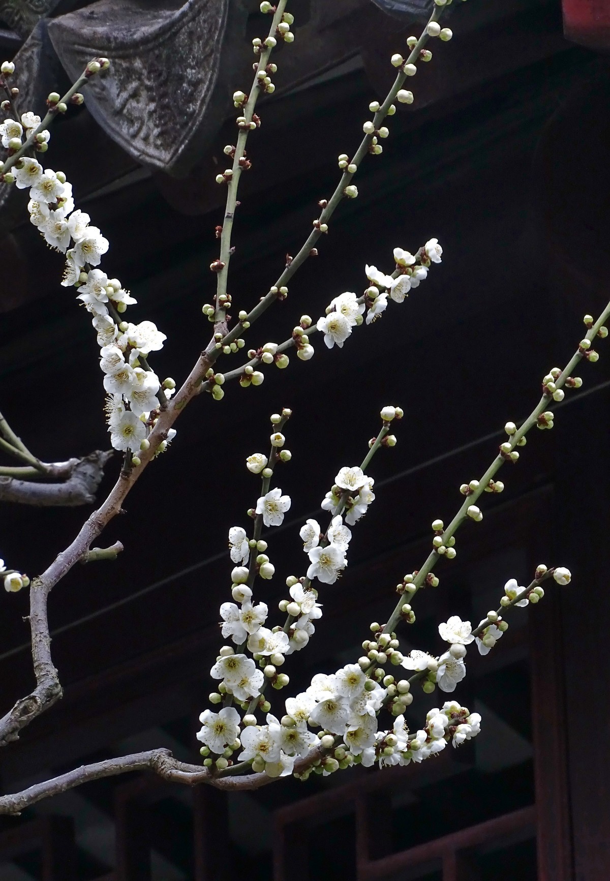 旅游（223）：初春古猗园赏梅（1）