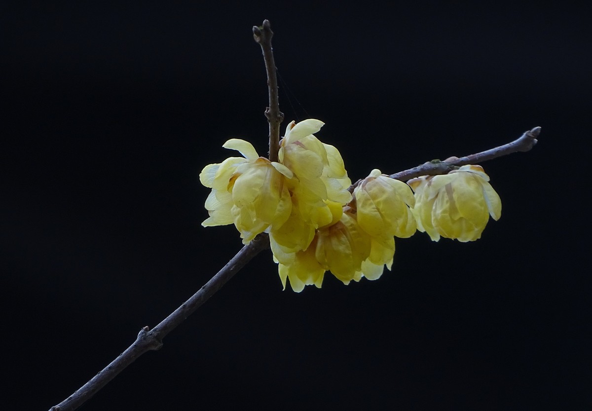 旅游（223）：初春古猗园赏梅（1）