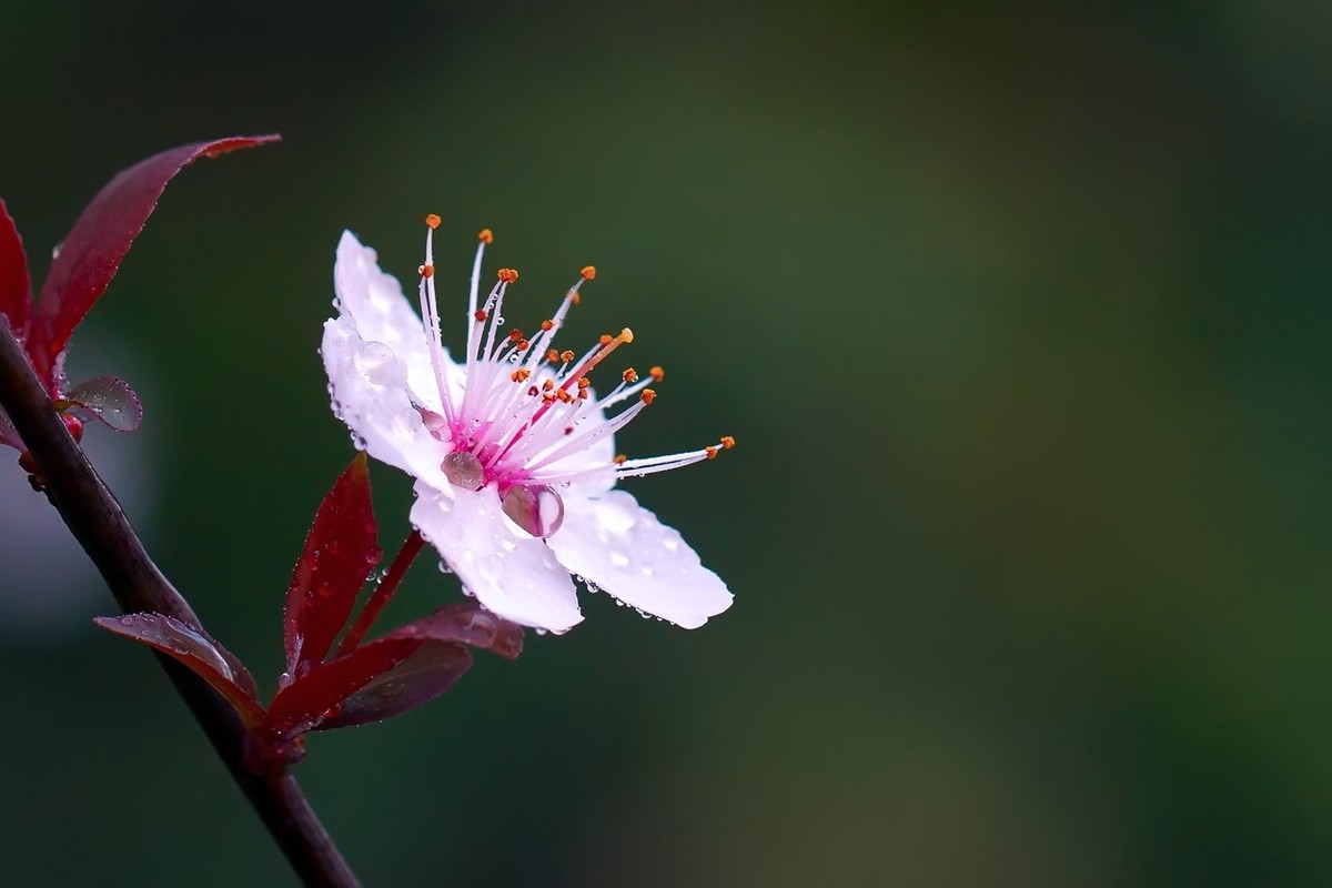 旧片_红叶李花25