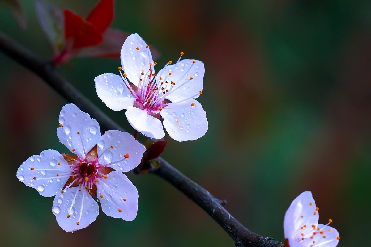 旧片_红叶李花25