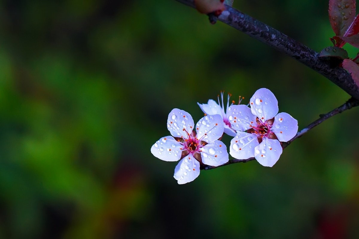 旧片_红叶李花25