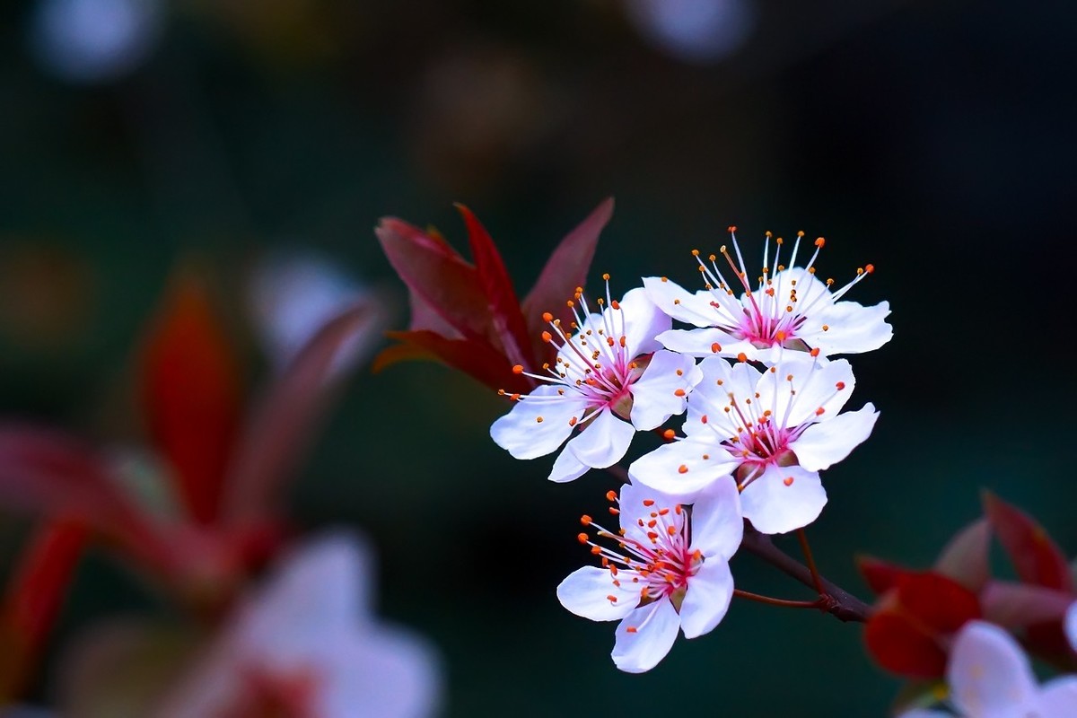 旧片_红叶李花25