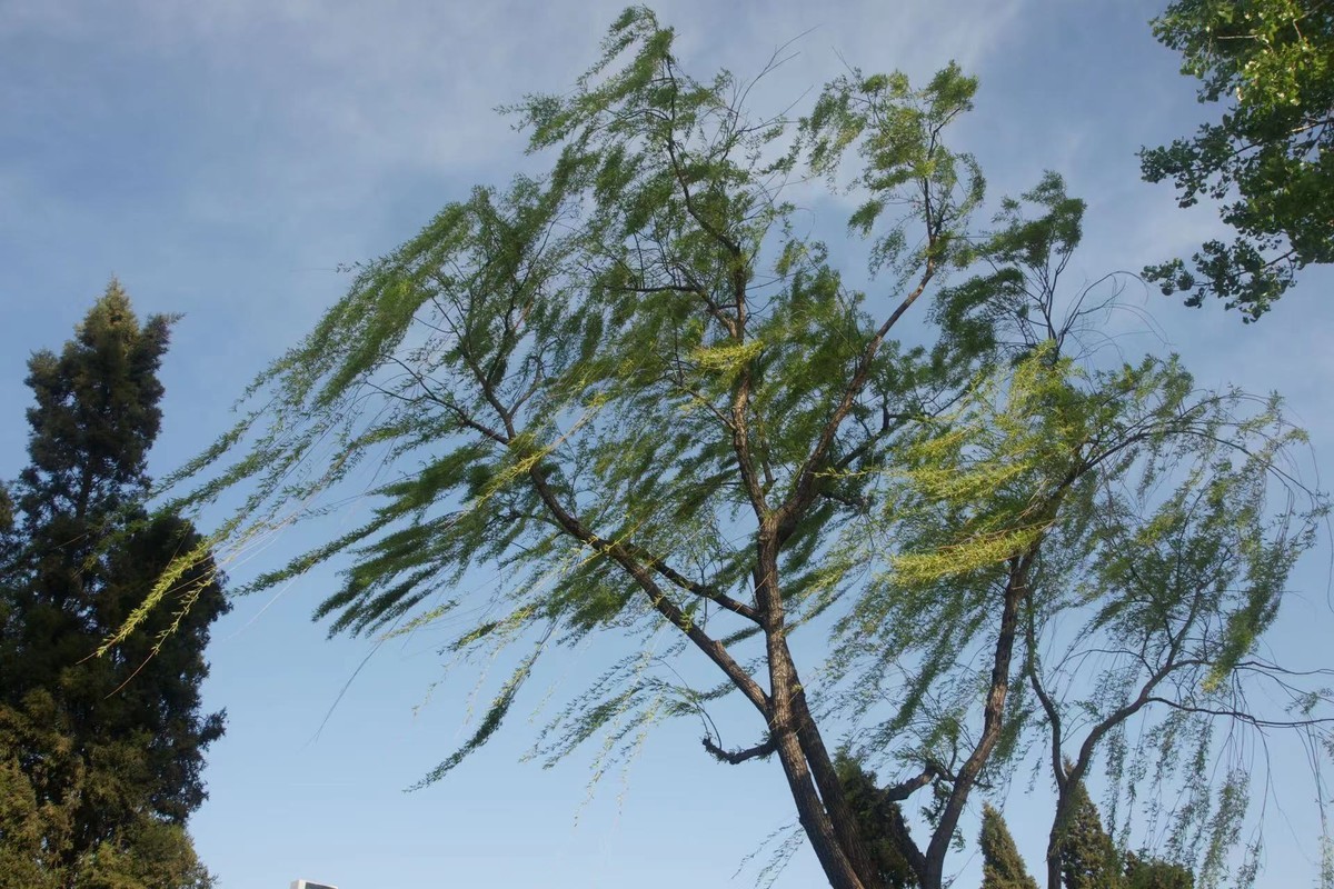 关于长焦和广角镜头的选择