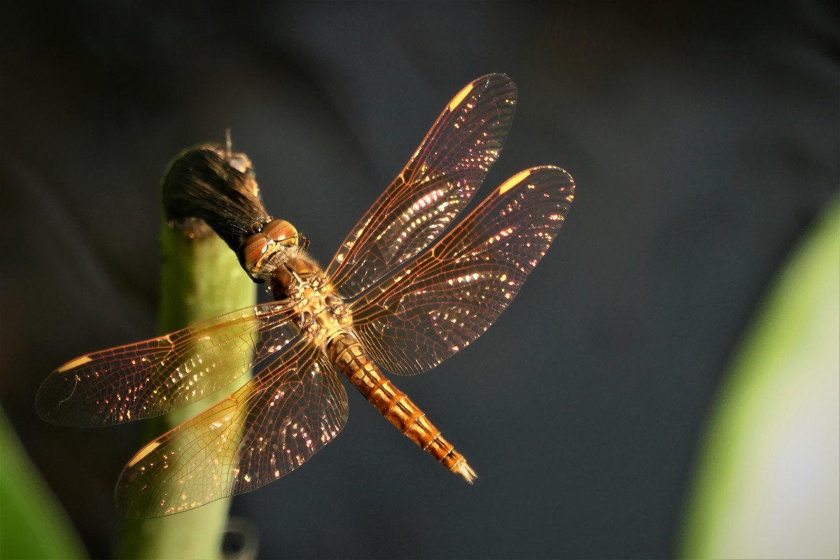 【金色的蜻蜓】——摄于上海天山公园荷花池