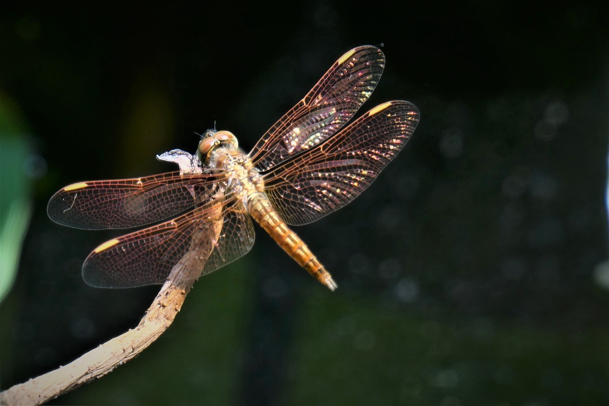 【金色的蜻蜓】——摄于上海天山公园荷花池