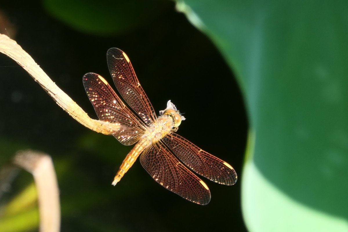 【金色的蜻蜓】——摄于上海天山公园荷花池