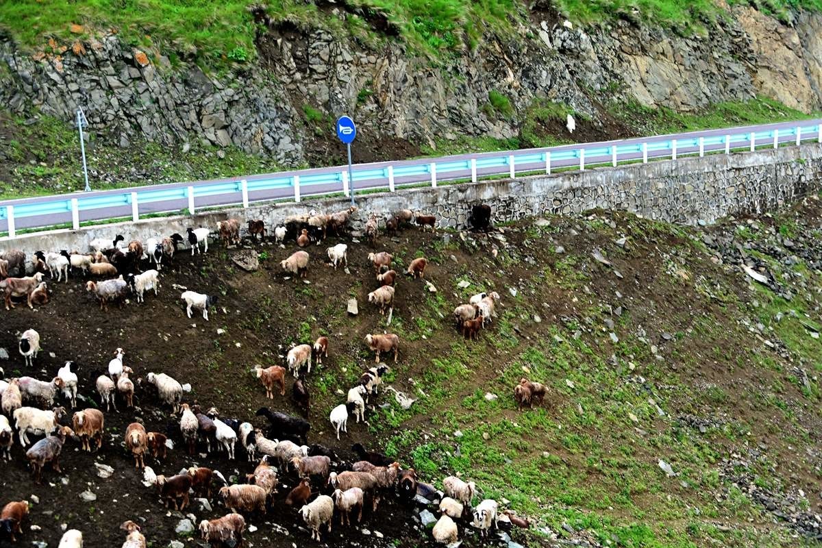 北 疆 游 [ 独库公路 ] { 8 }-中关村在线摄影论坛