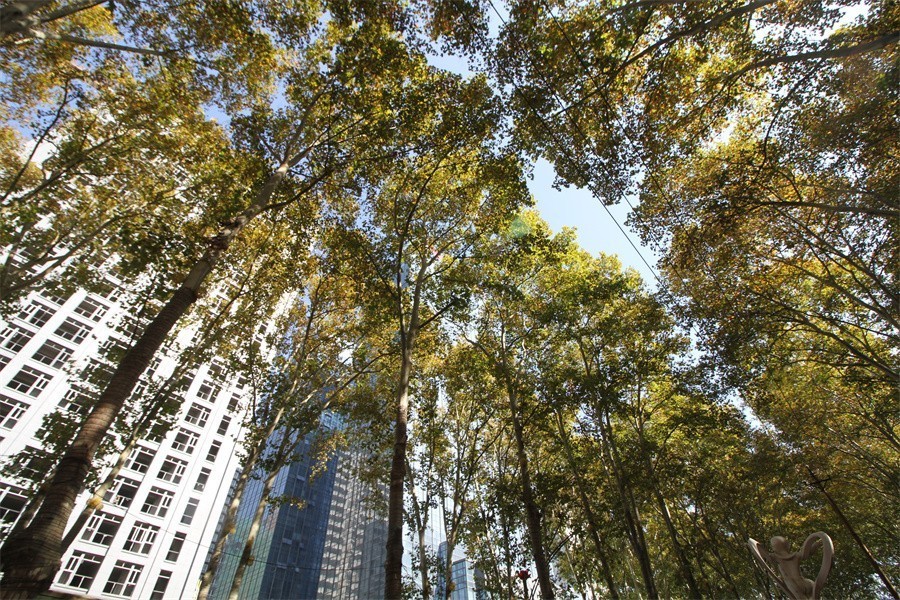 洛阳涧西区冬天暖洋洋的景像