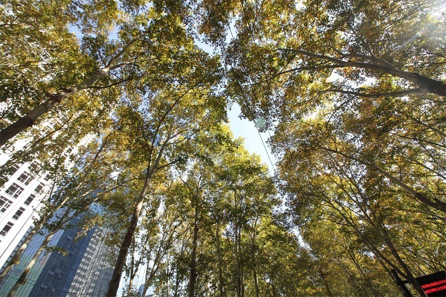 洛阳涧西区冬天暖洋洋的景像