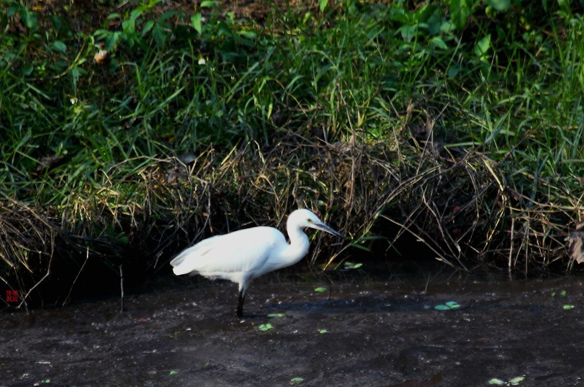 水污染，生存堪忧（一）