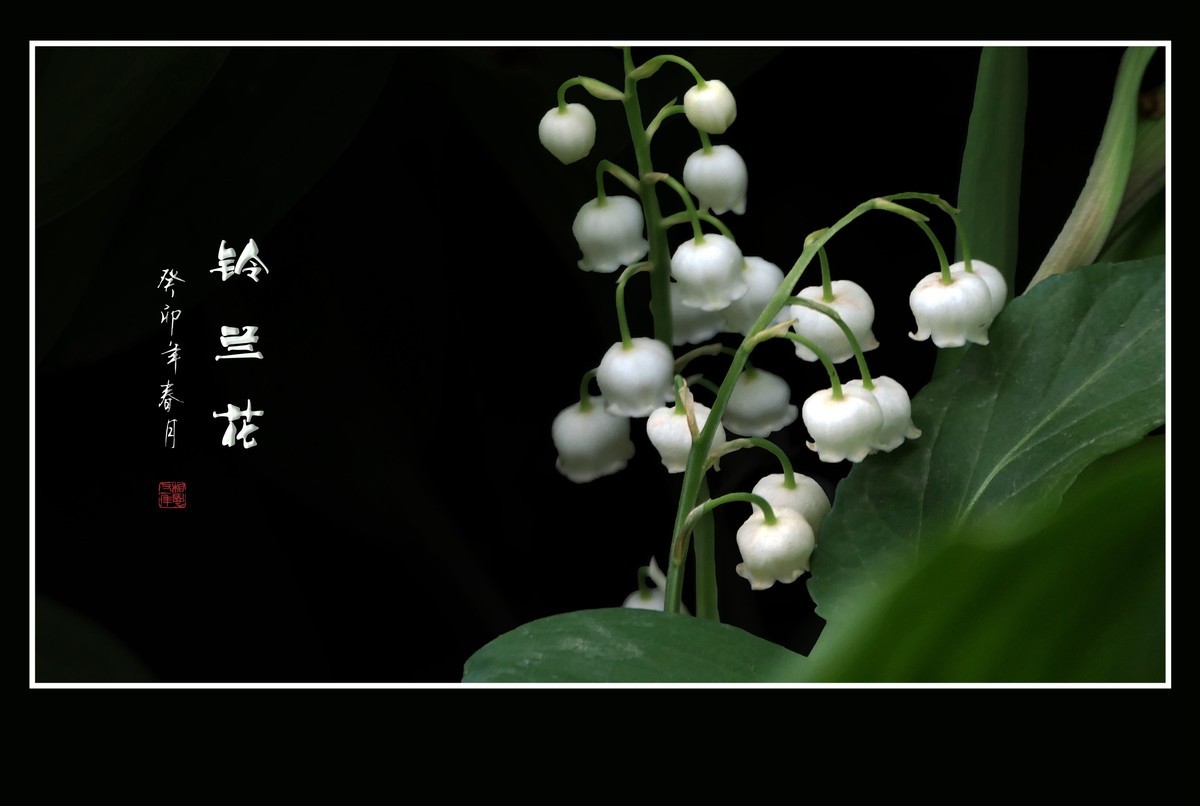 白玉般的小铃铛-铃兰花