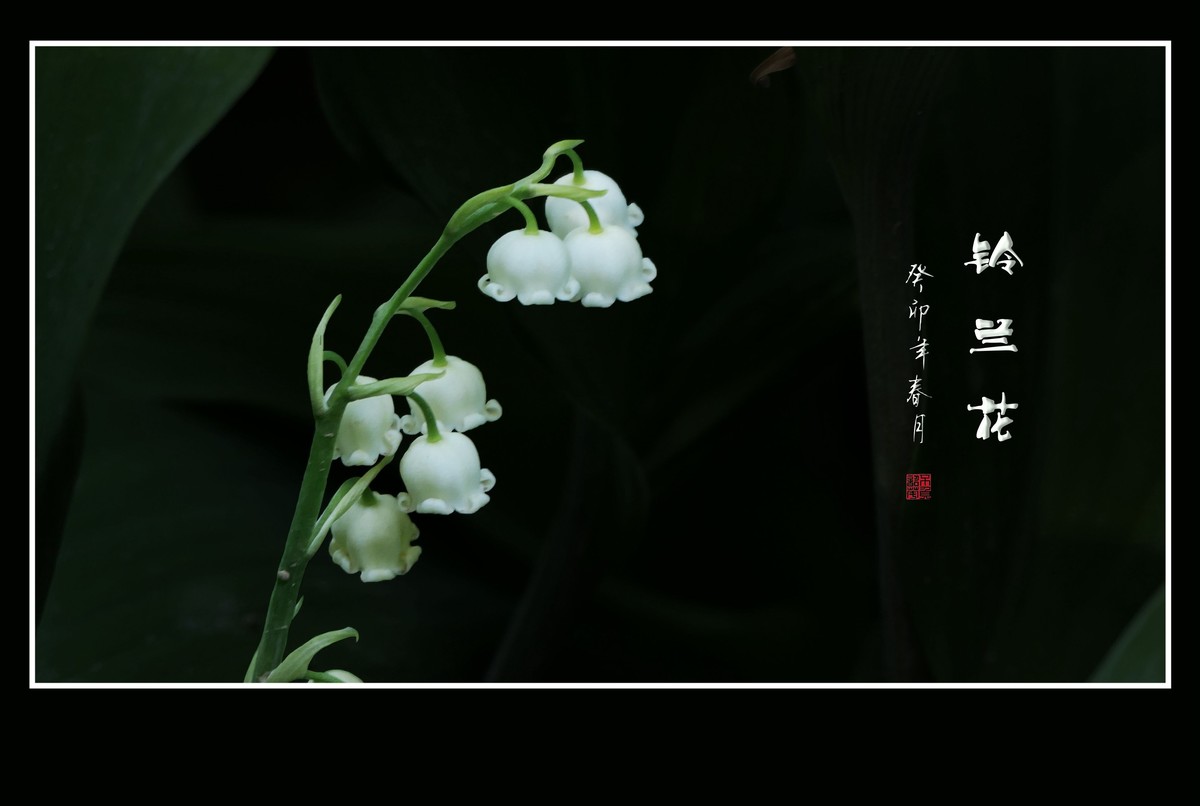 白玉般的小铃铛-铃兰花