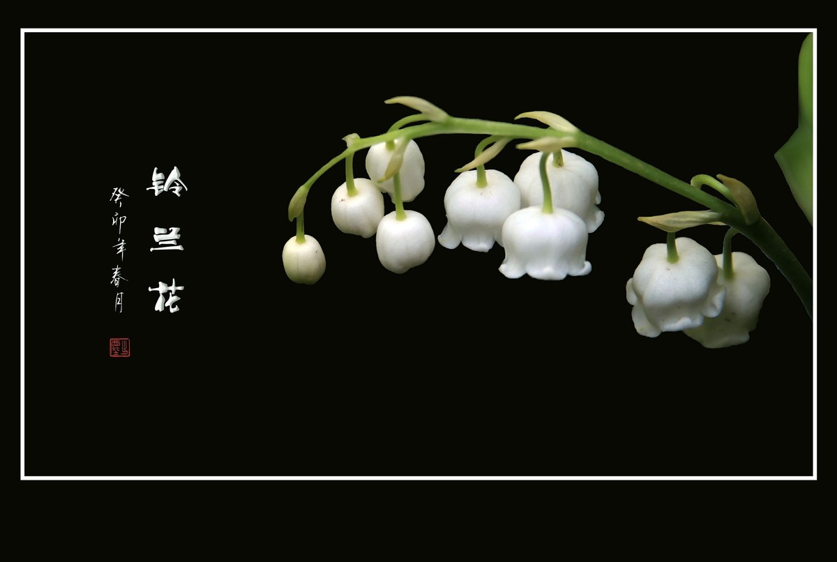 白玉般的小铃铛-铃兰花