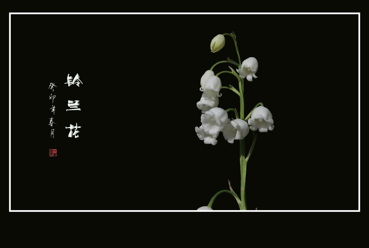 白玉般的小铃铛-铃兰花