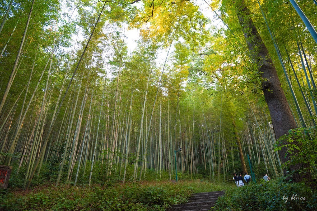 西湖————云栖竹径