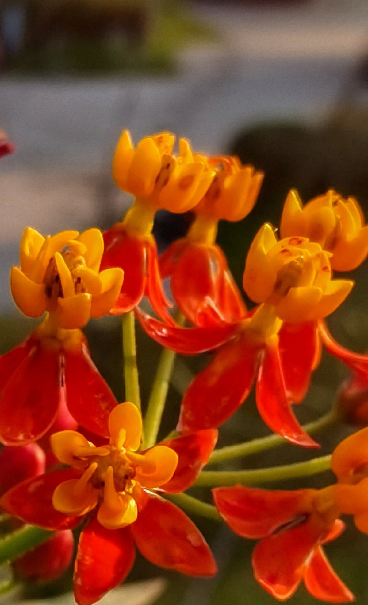 微 距 花 卉 雜 拍