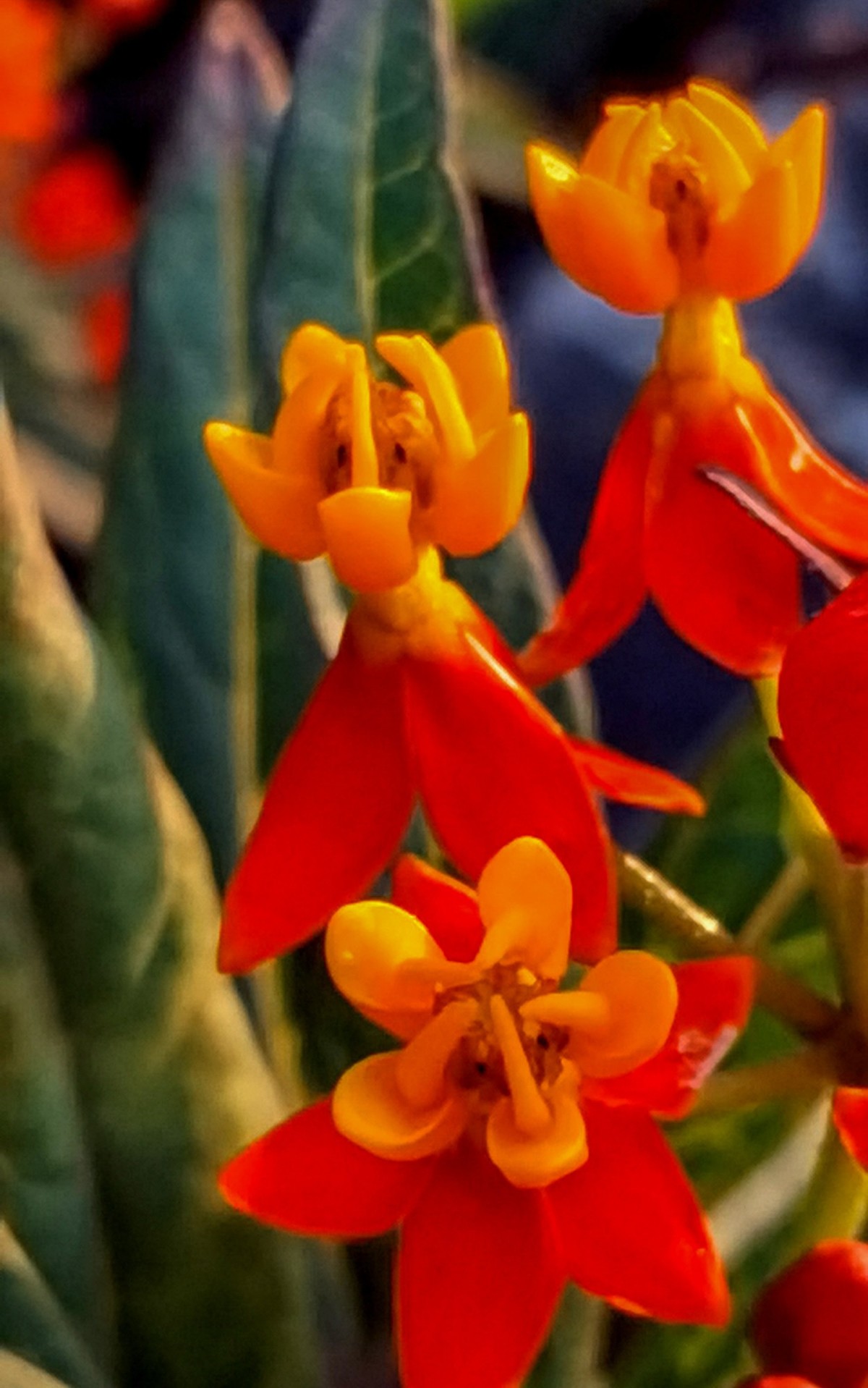 微 距 花 卉 雜 拍