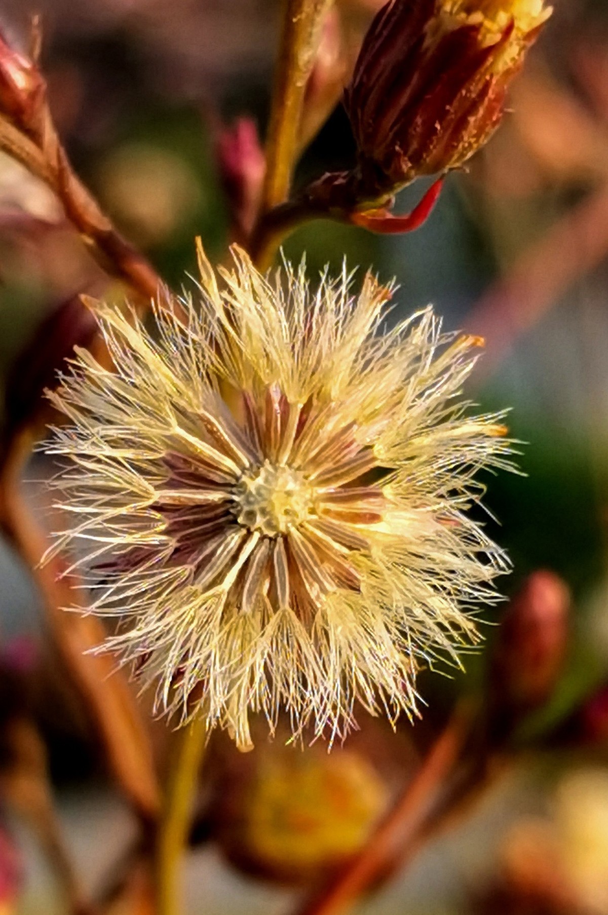 微 距 花 卉 雜 拍