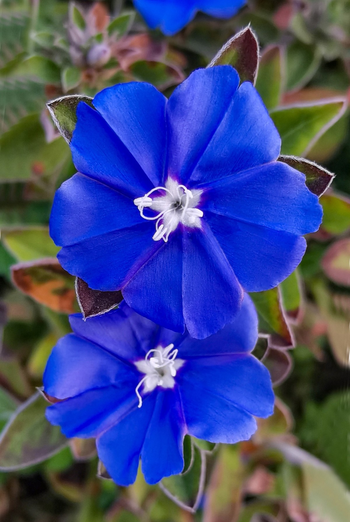 微 距 花 卉 雜 拍