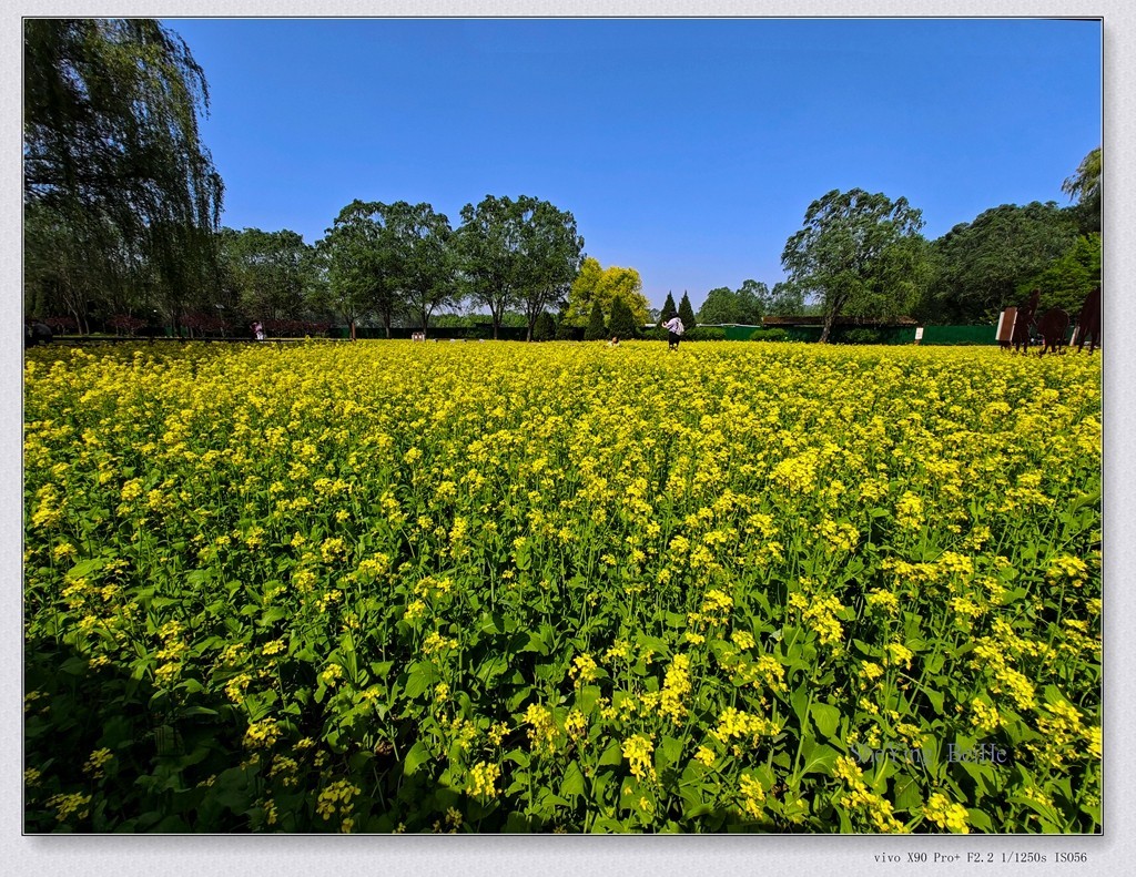 北京油菜花开了
