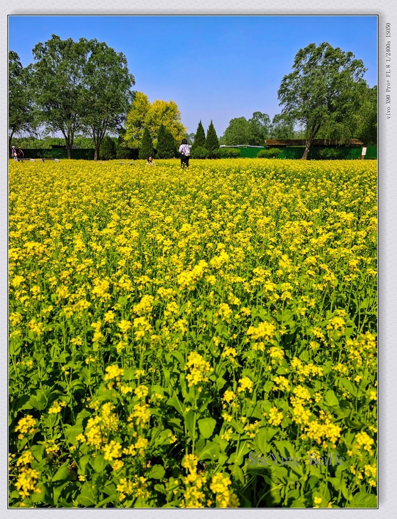 北京油菜花开了