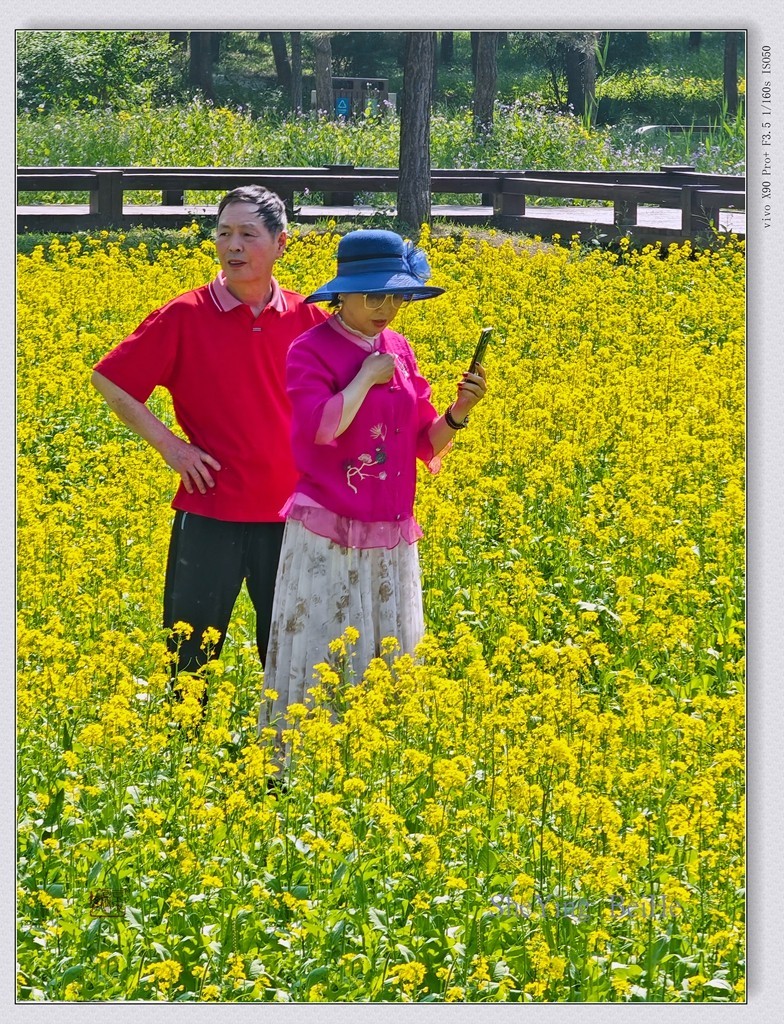 北京油菜花开了