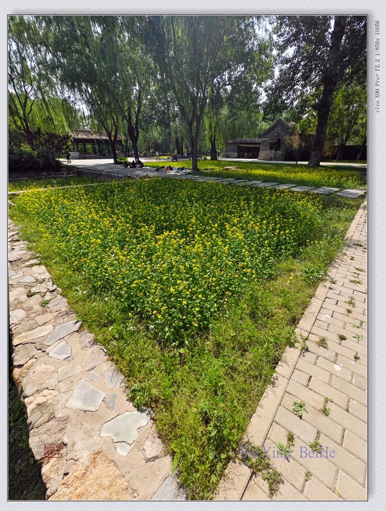 北京油菜花开了