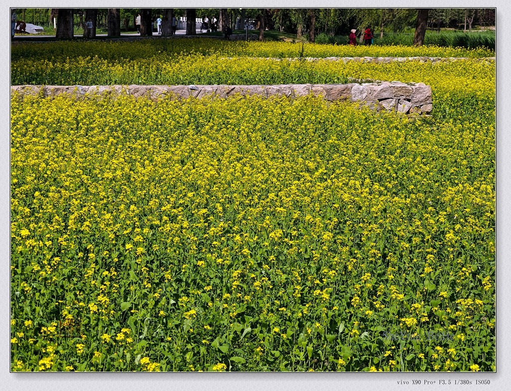 北京油菜花开了