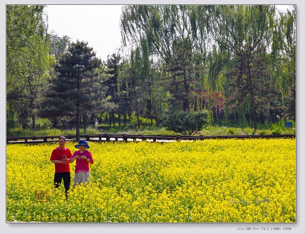 北京油菜花开了