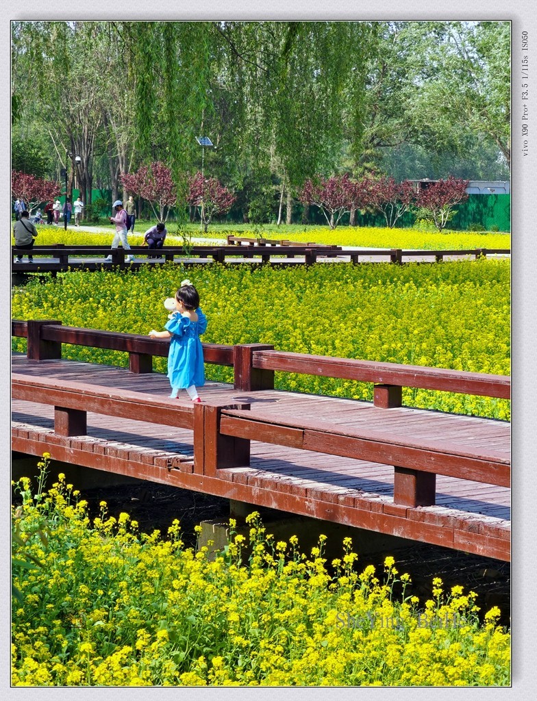 北京油菜花开了-续