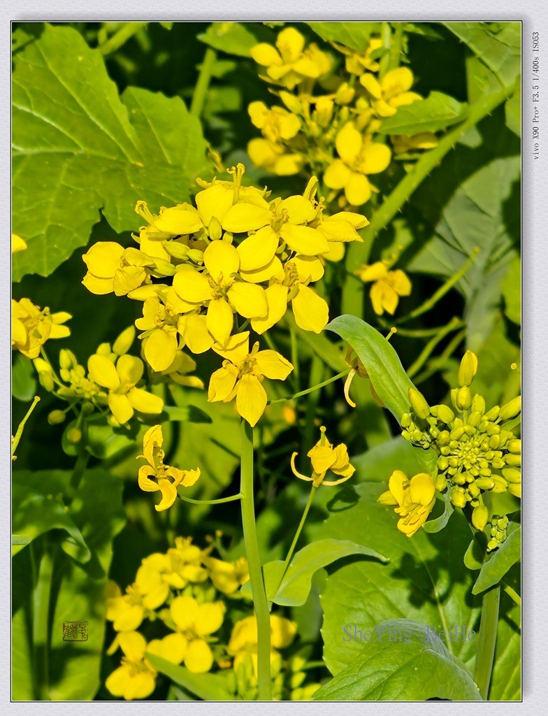 北京油菜花开了-续