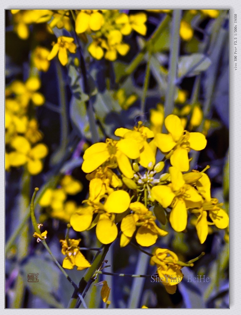 北京油菜花开了-续