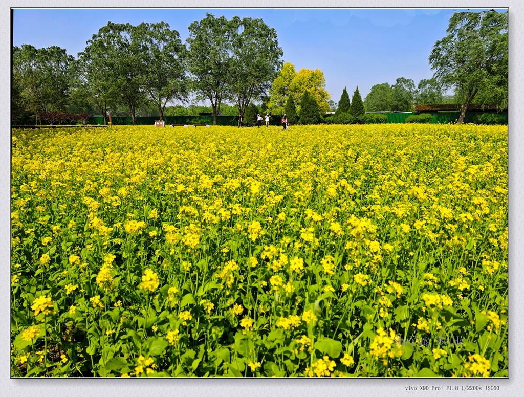 北京油菜花开了-续
