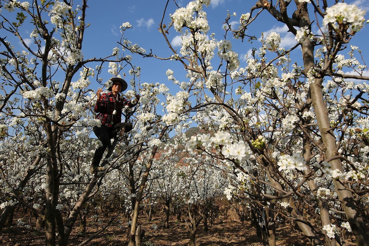米易梨花【十四】