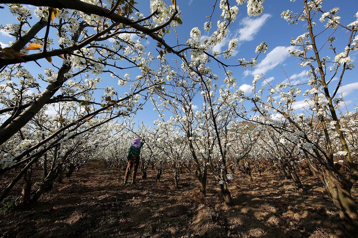 米易梨花【十四】