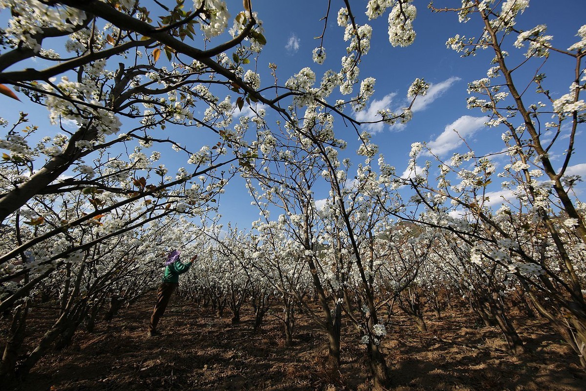 米易梨花【十四】