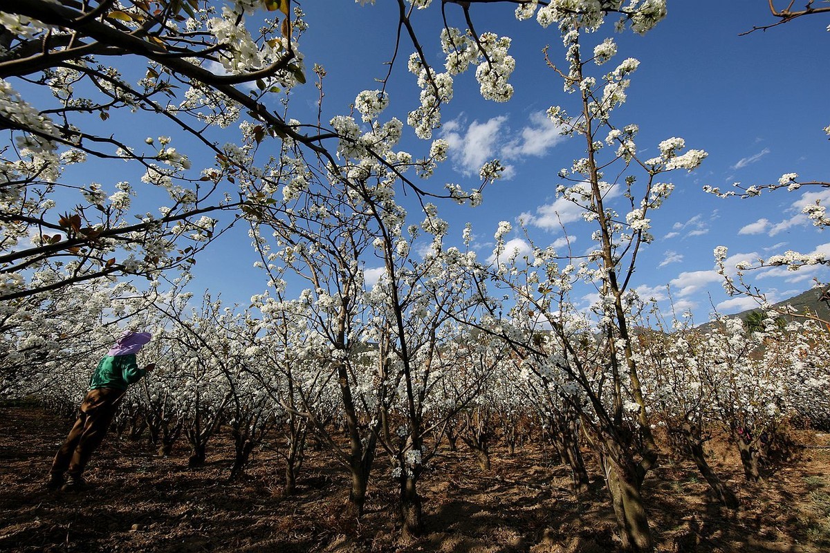 米易梨花【十四】