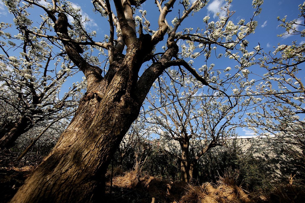 米易梨花【十四】