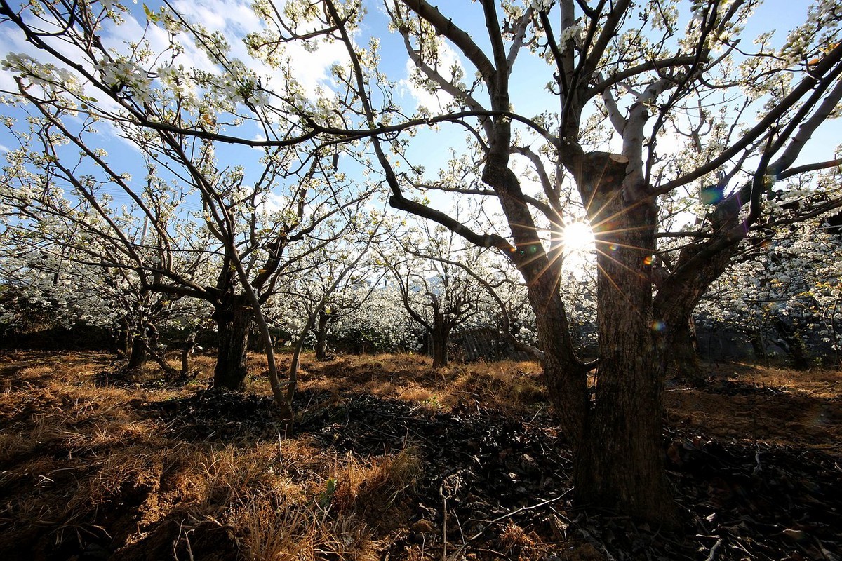 米易梨花【十四】