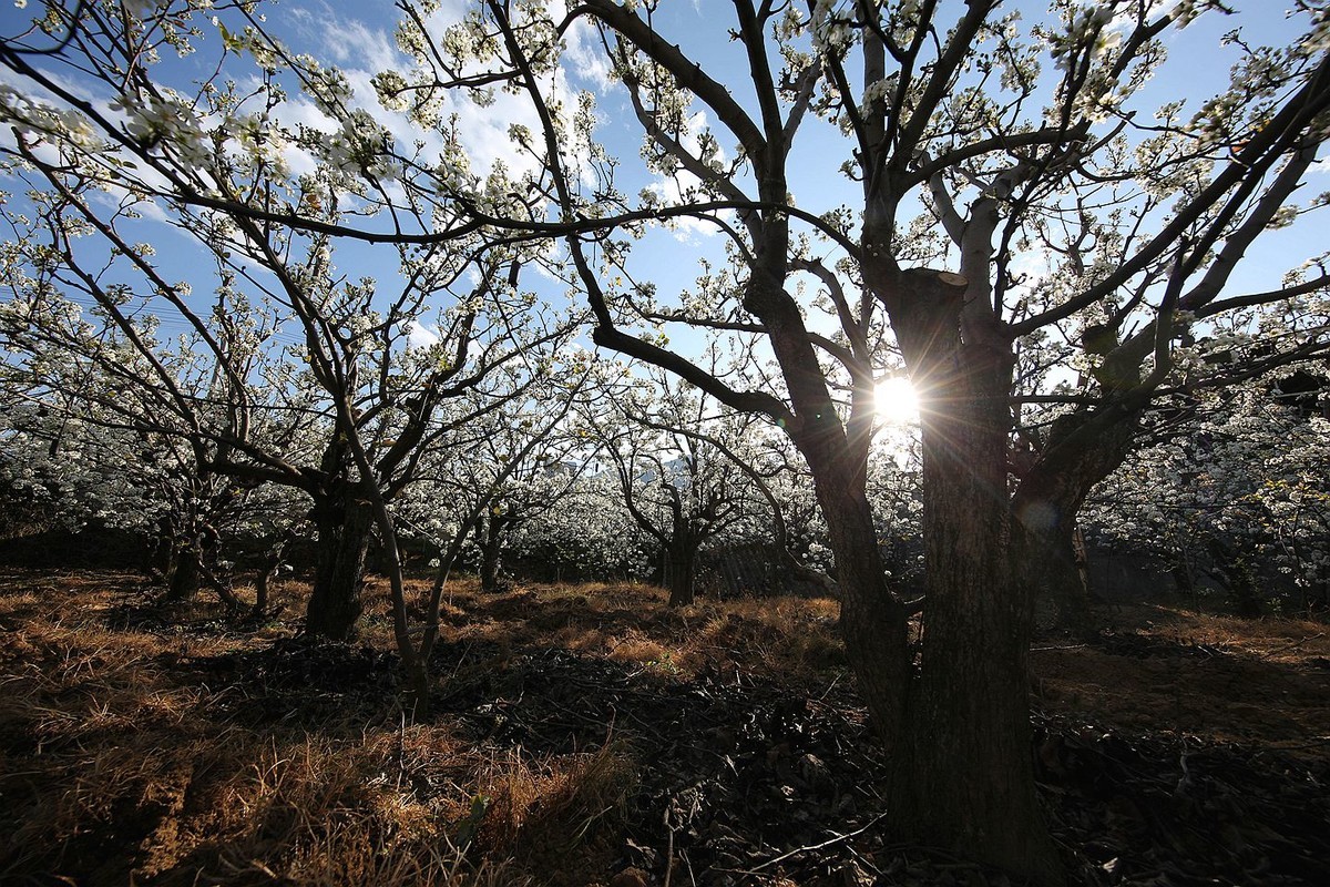 米易梨花【十四】